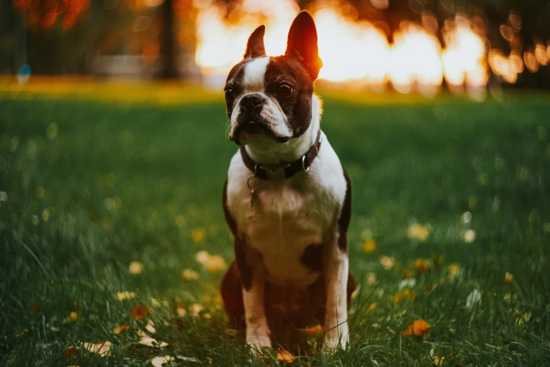 a dog sitting in the grass with leaves in front of him