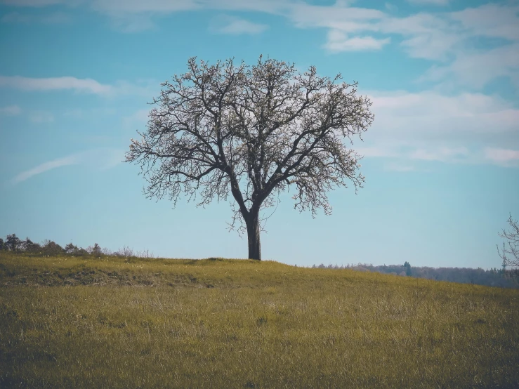 a lone tree sits atop a grassy hill
