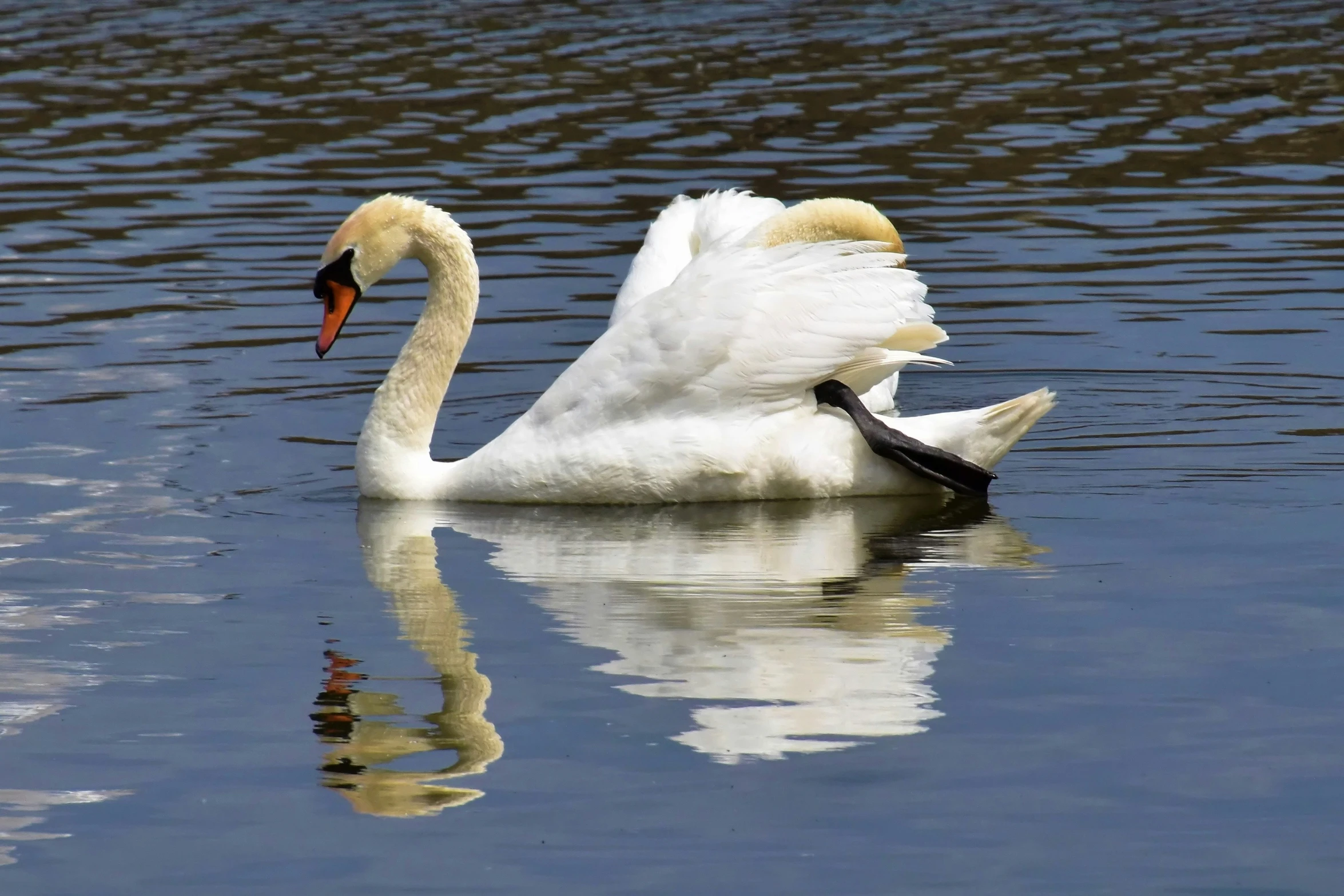 an animal is swimming in the water on a lake