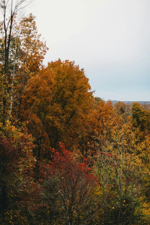 trees have yellow, red and orange foliage