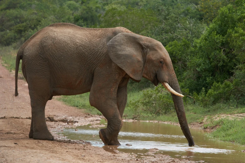 an elephant standing in the mud by a river