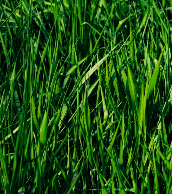 the blades of the long grass are visible