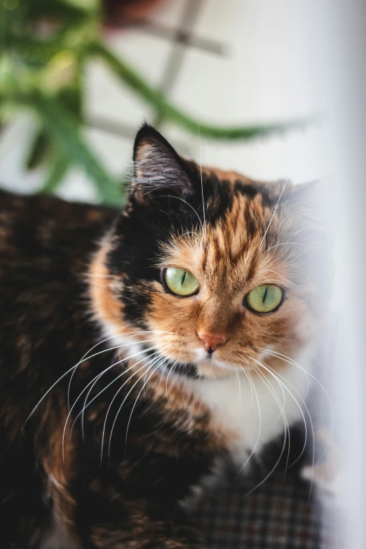 the calico cat has green eyes as well as yellow