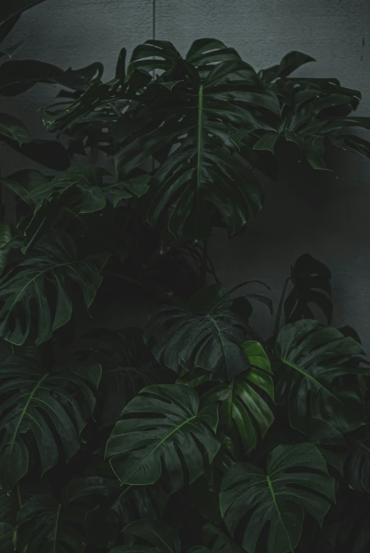 a large plant in a room with some very dark plants