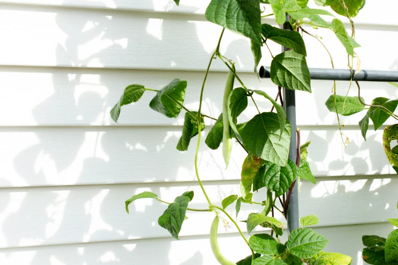 a tall green vine is next to the building