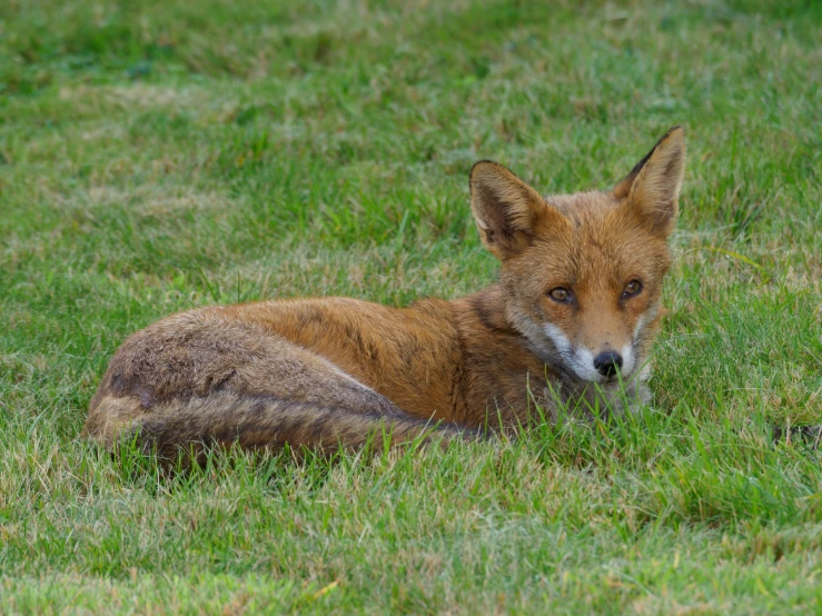 a small fox laying on the grass looking at soing