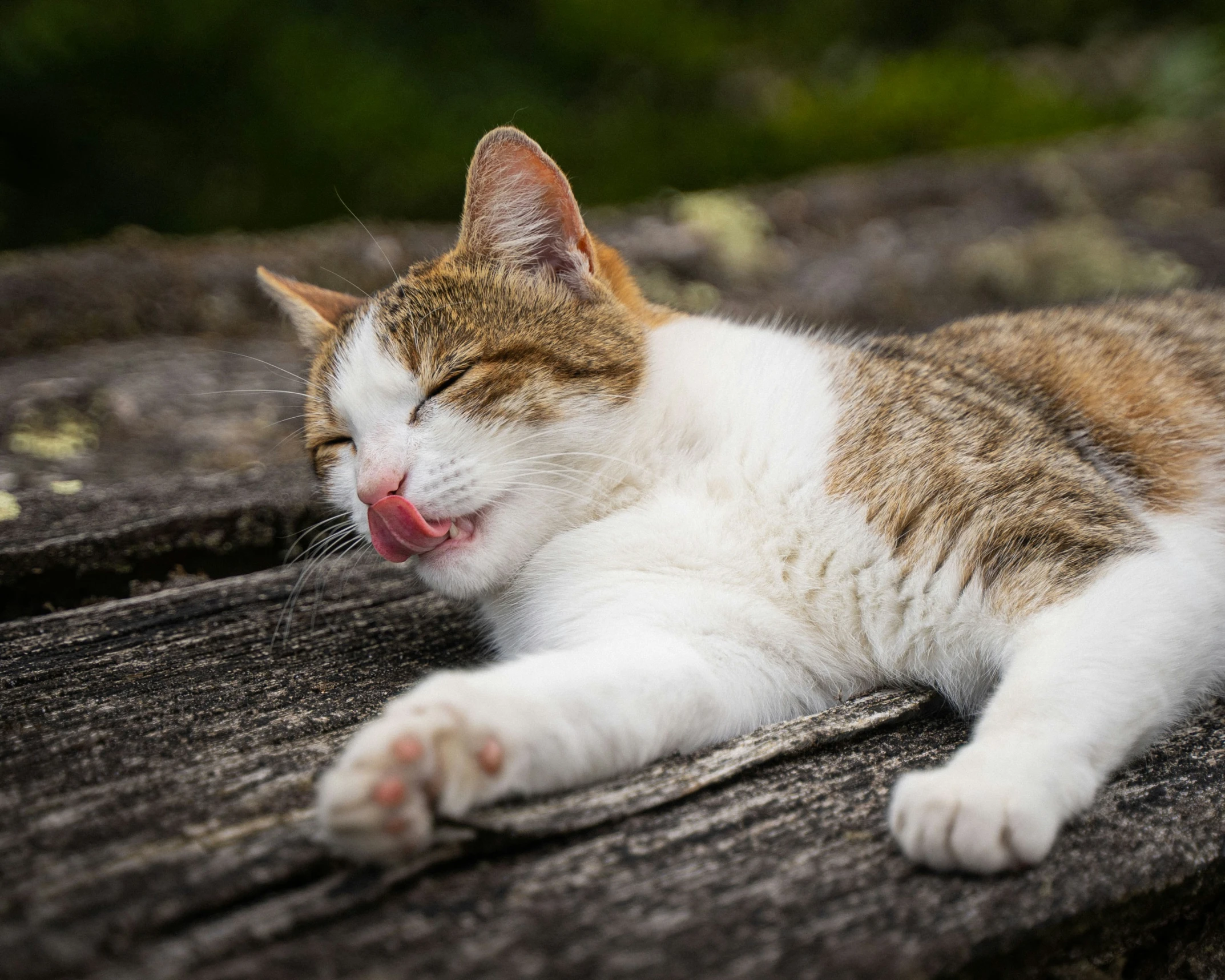 the cat is laying down on the wooden surface