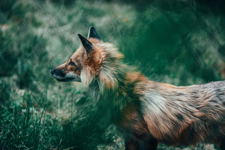 a fox is standing in the tall grass