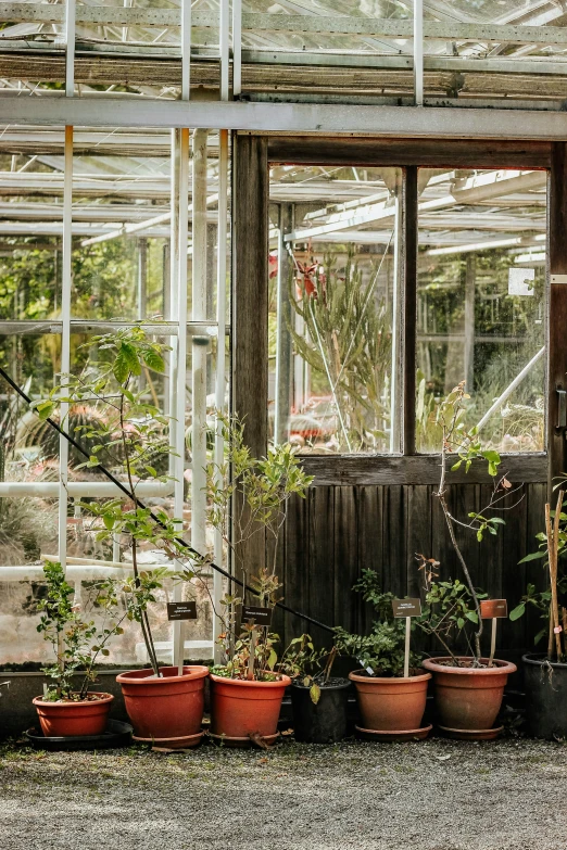 a couple of plants and flowers are growing inside of a house