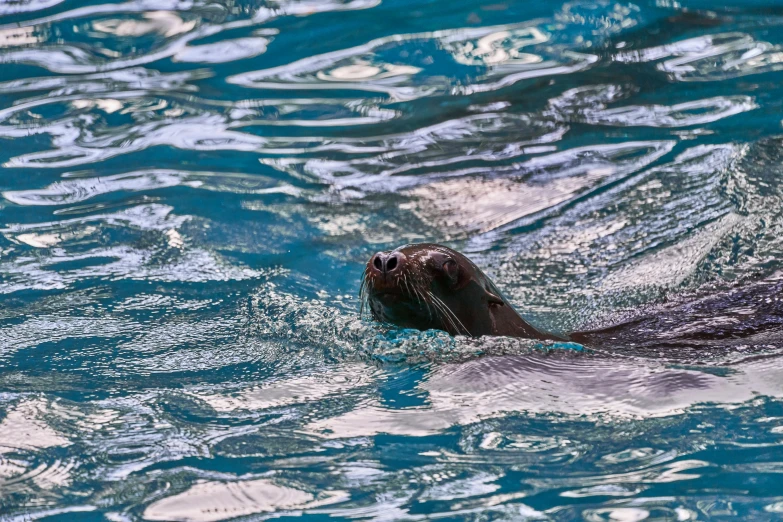 a sea otter swimming in the water