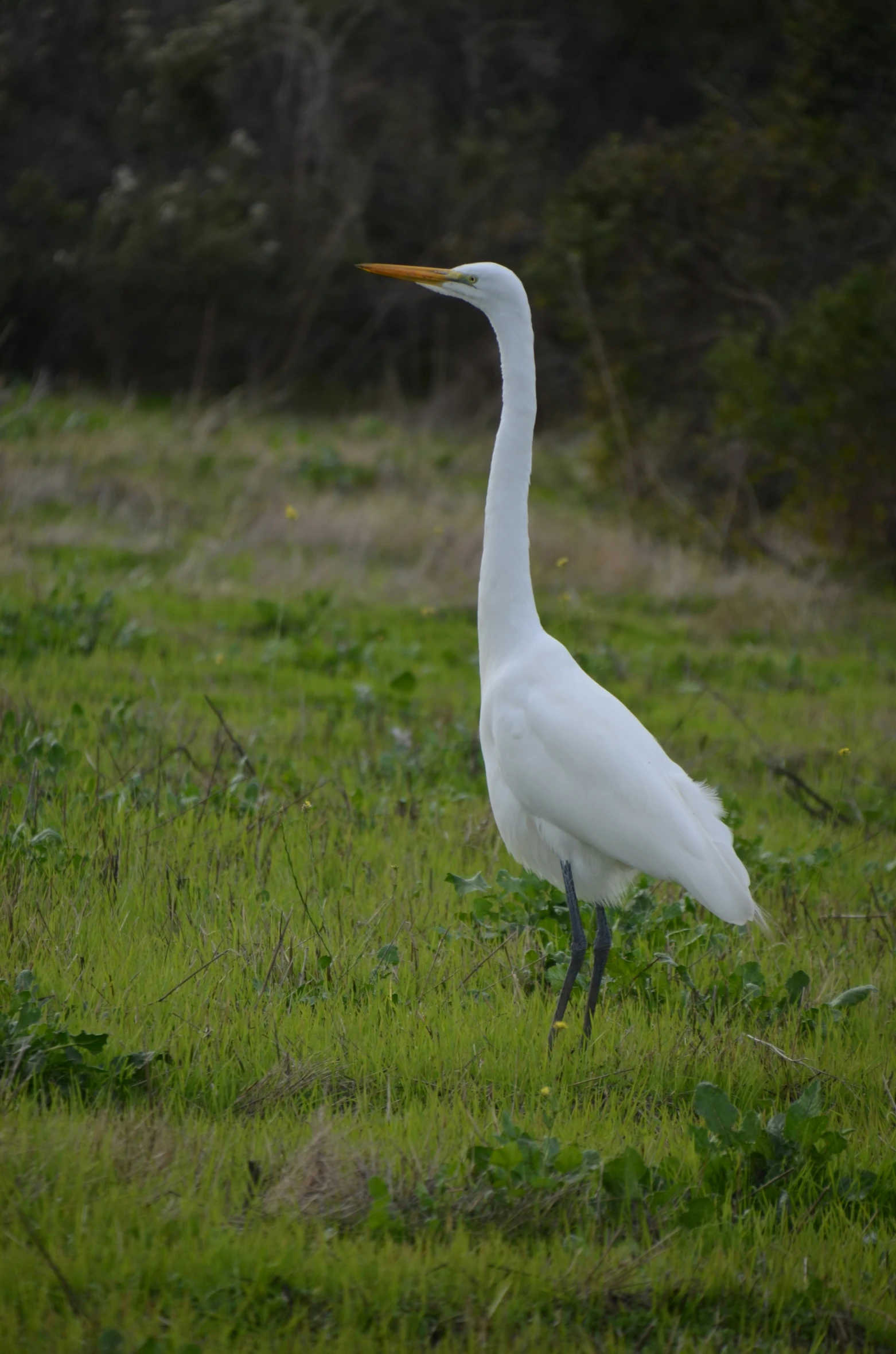 there is a bird that is standing on the grass