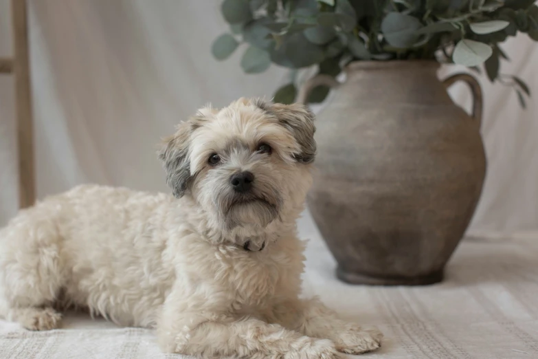 a white dog laying next to a brown vase