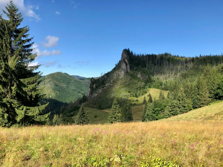 a green and yellow field surrounded by trees