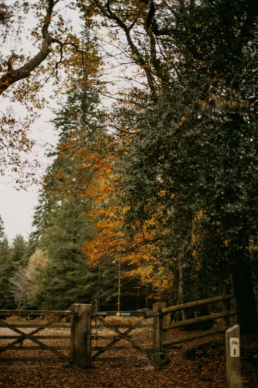 a wooded area with a split rail fence