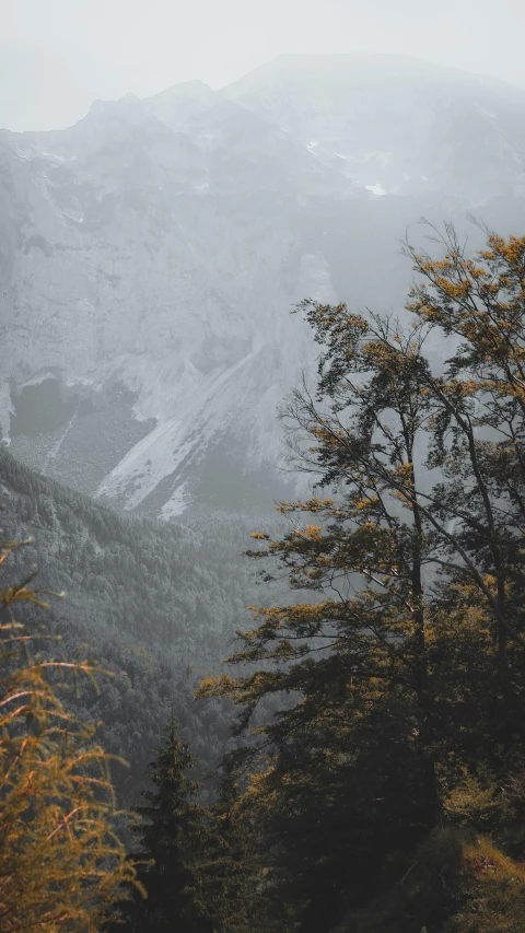 a few tall trees in front of mountains