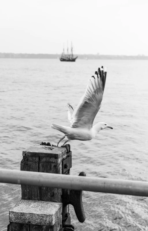 a bird that is flying over some bricks