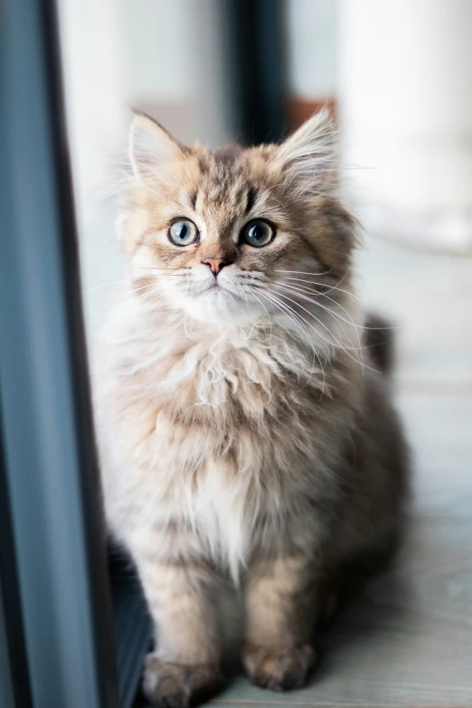 a cat sitting on top of a table with a window