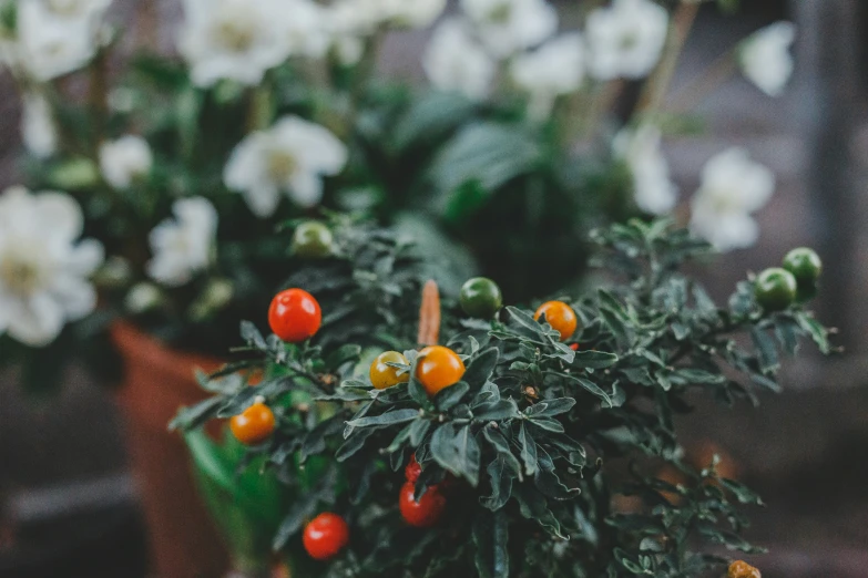 small potted plants that are in some kind of flowerpot