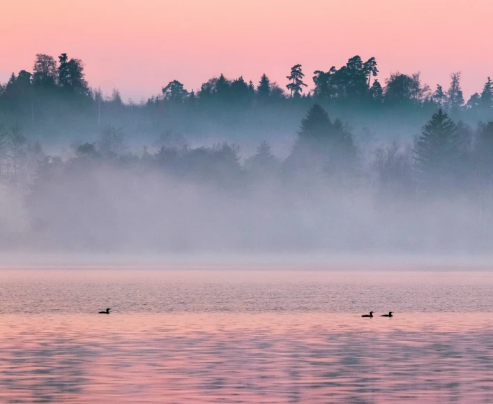 a flock of birds fly low over a lake during sunrise