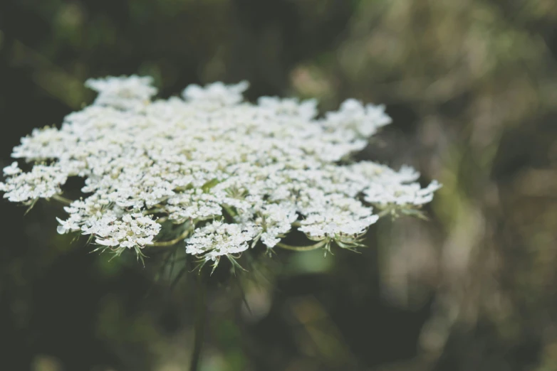 a close - up of some very pretty white flowers