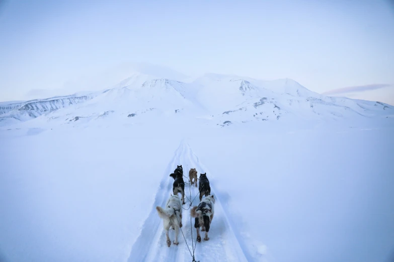 people in sleds are attached to horses