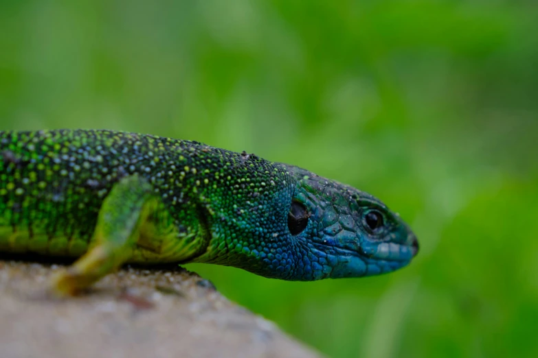 the bright green and blue gecko is perched on a rock