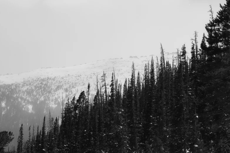 snow falls onto the ground near a forest