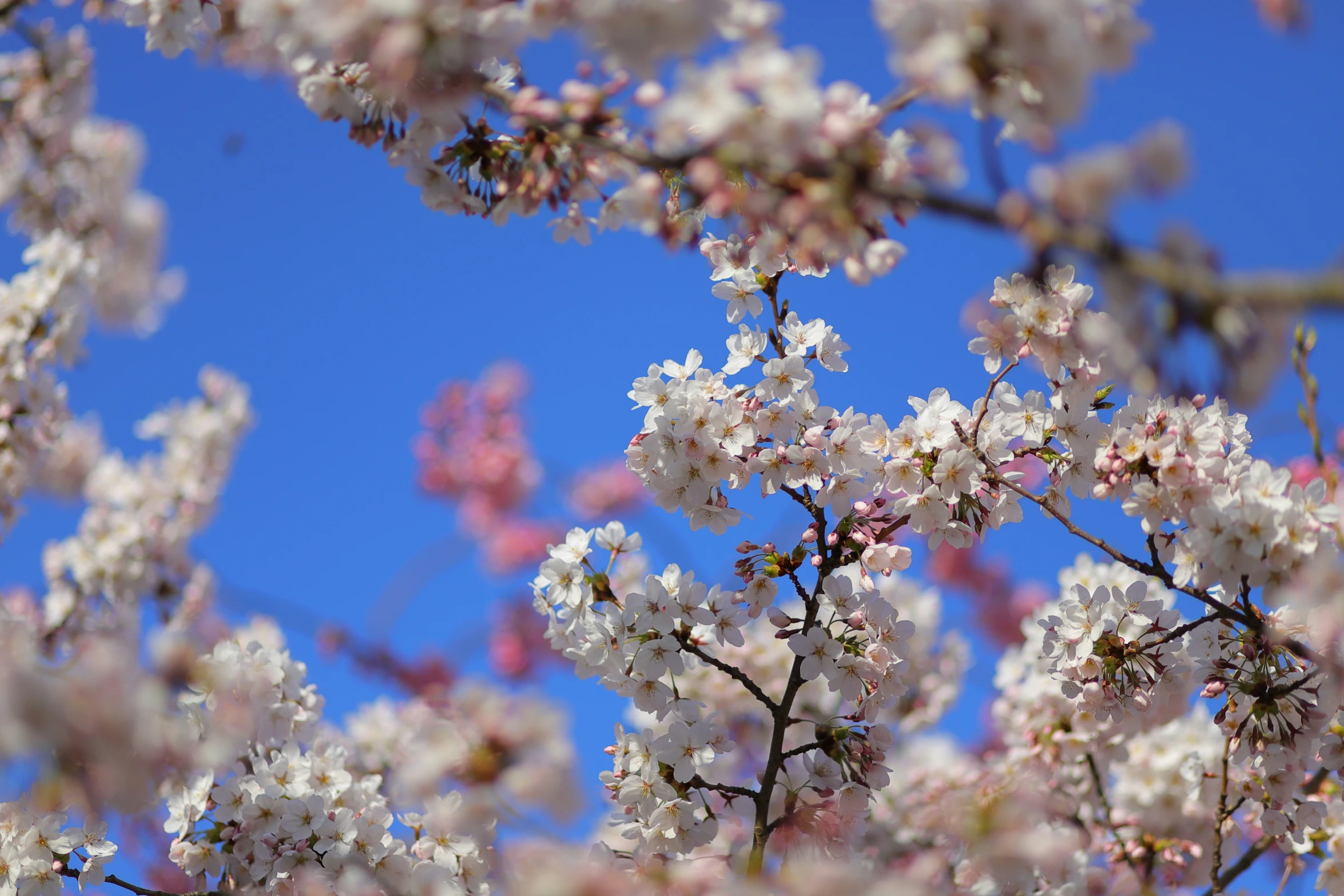 a flowered tree with white and pink flowers