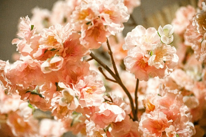 some pink flowers that are in a vase