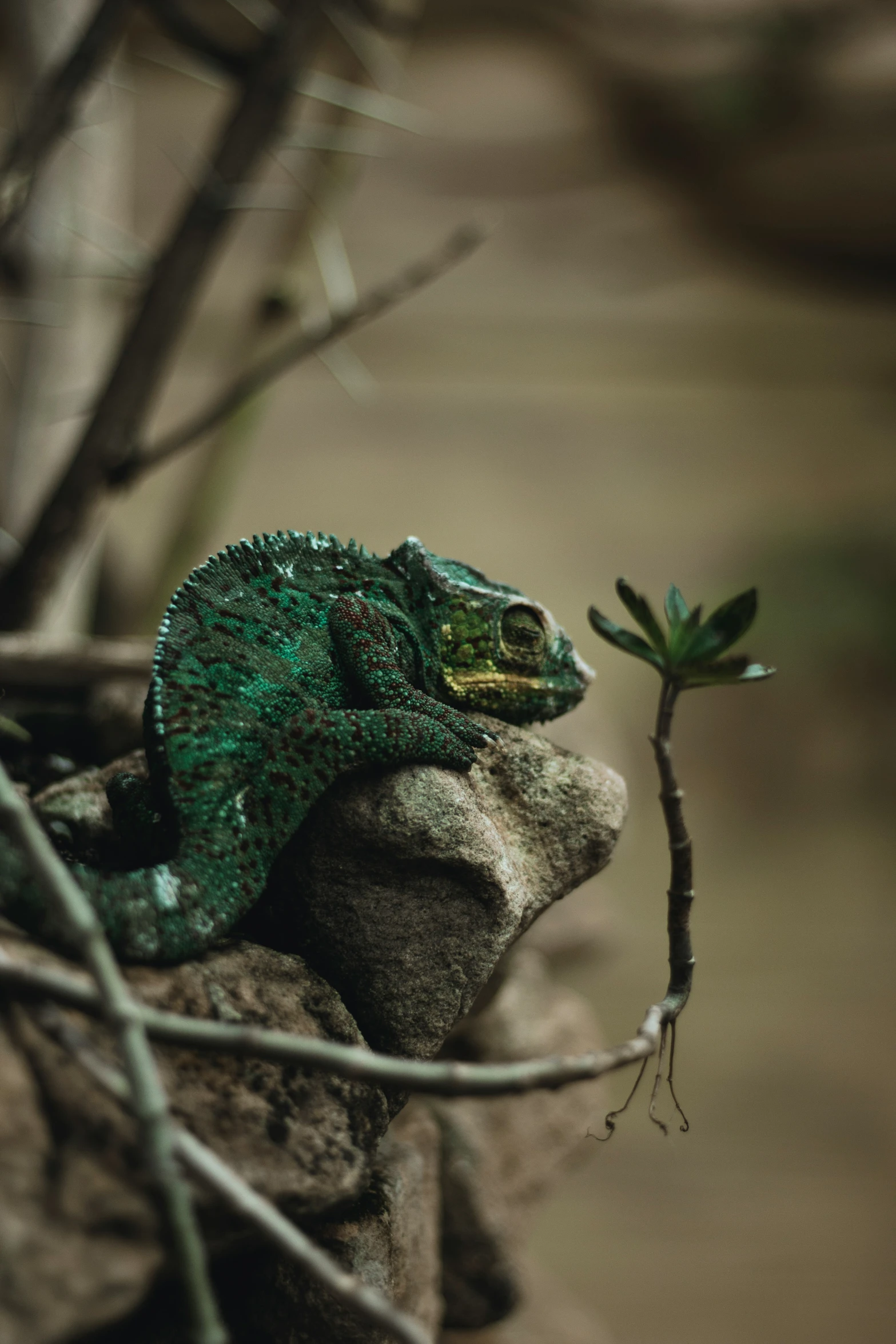 a little green gecko sitting on a rock