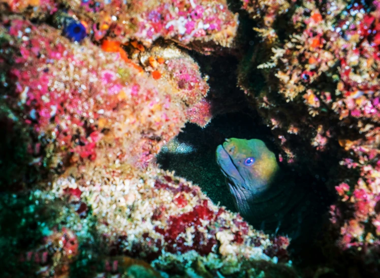 a fish that is laying down inside of some corals