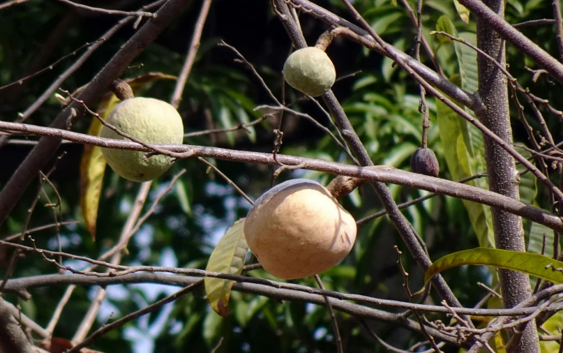 a nch with fruit still on it and leaves