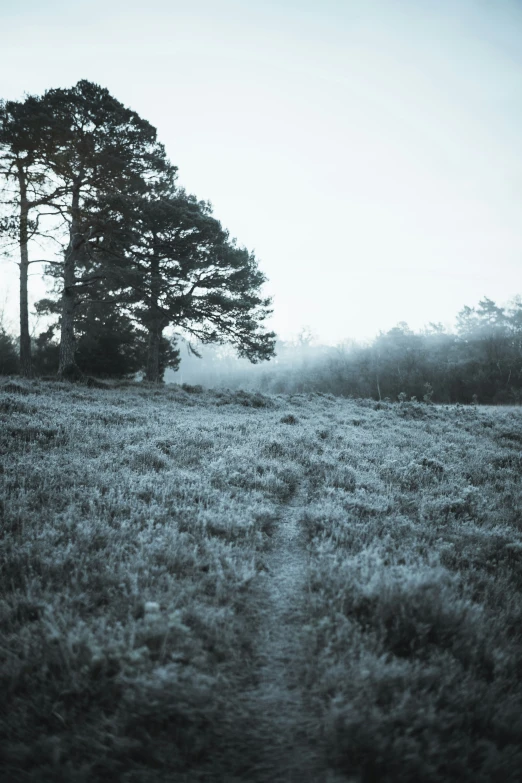 two trees stand in the distance in the mist