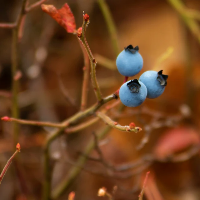 two blue berries hanging on top of a tree