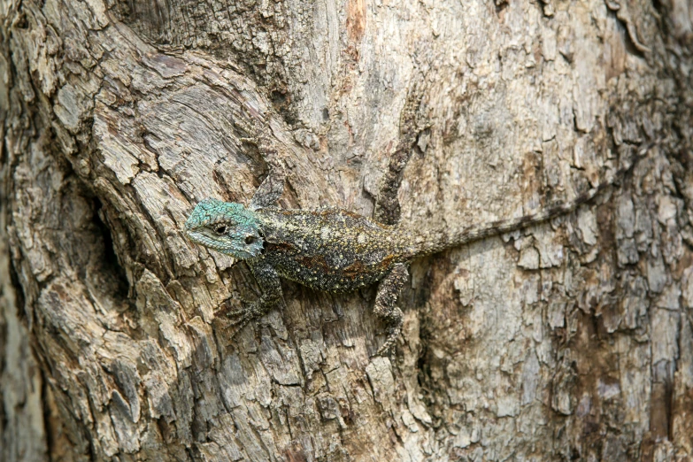 a green lizard is seen on a tree