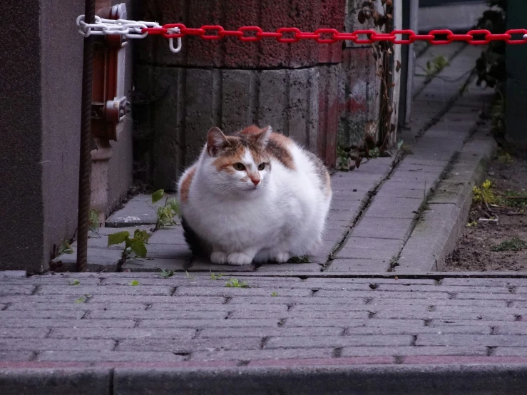 a very cute cat walking down a sidewalk