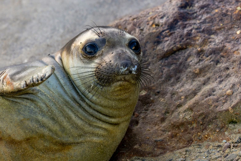 a seal is shown in front of some rocks