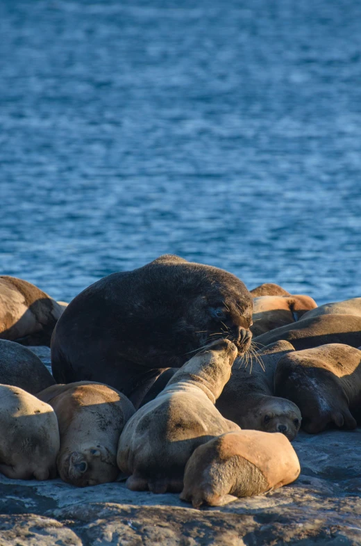 sea lions lie together on the rocks at the ocean shore