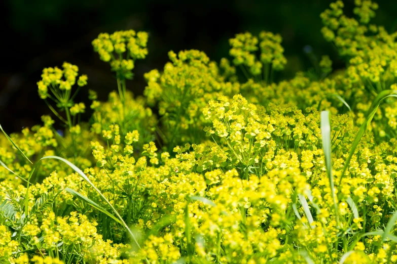 some yellow flowers and grass are growing by itself