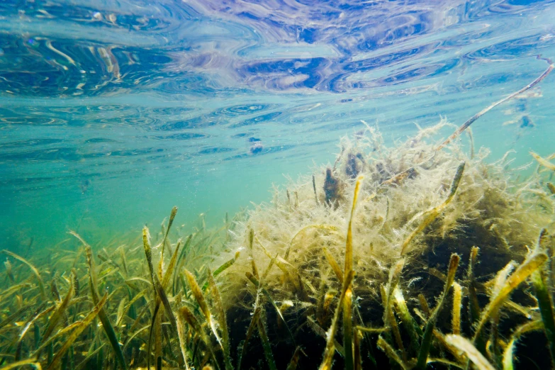 underwater s of a sea weed in water