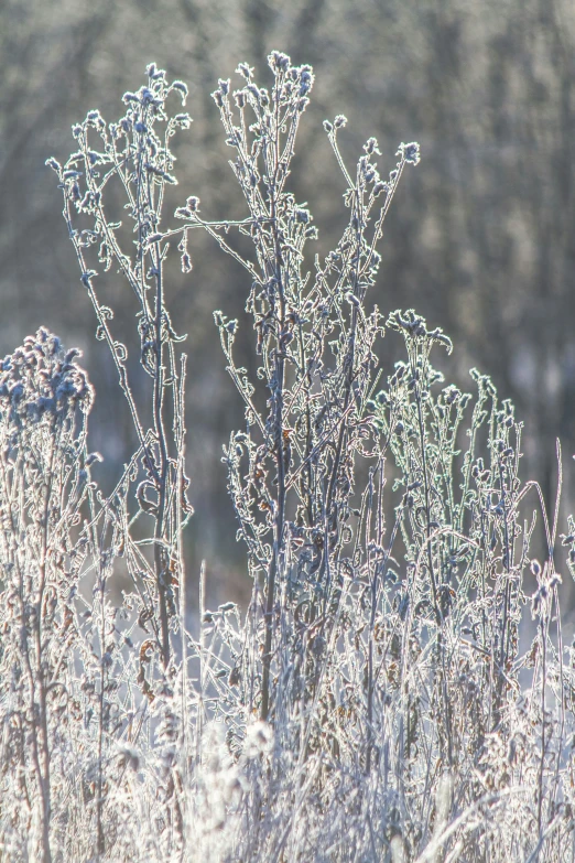 the nches of a tree covered in frozen ice