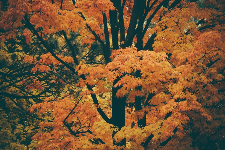 a group of trees with orange leaves in the rain