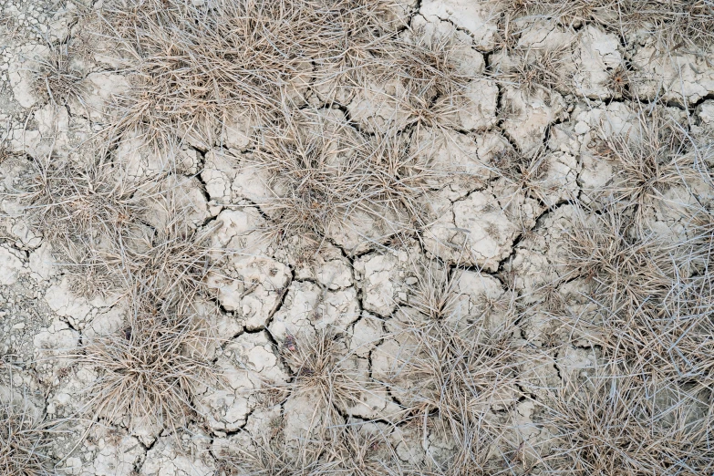 some grass and dirt that is growing and turning brown