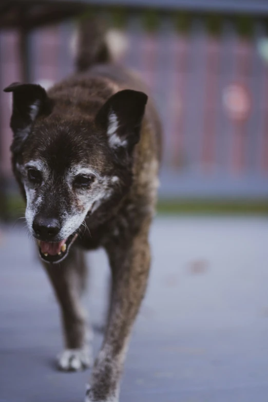 a black and white dog walking across a cement lot