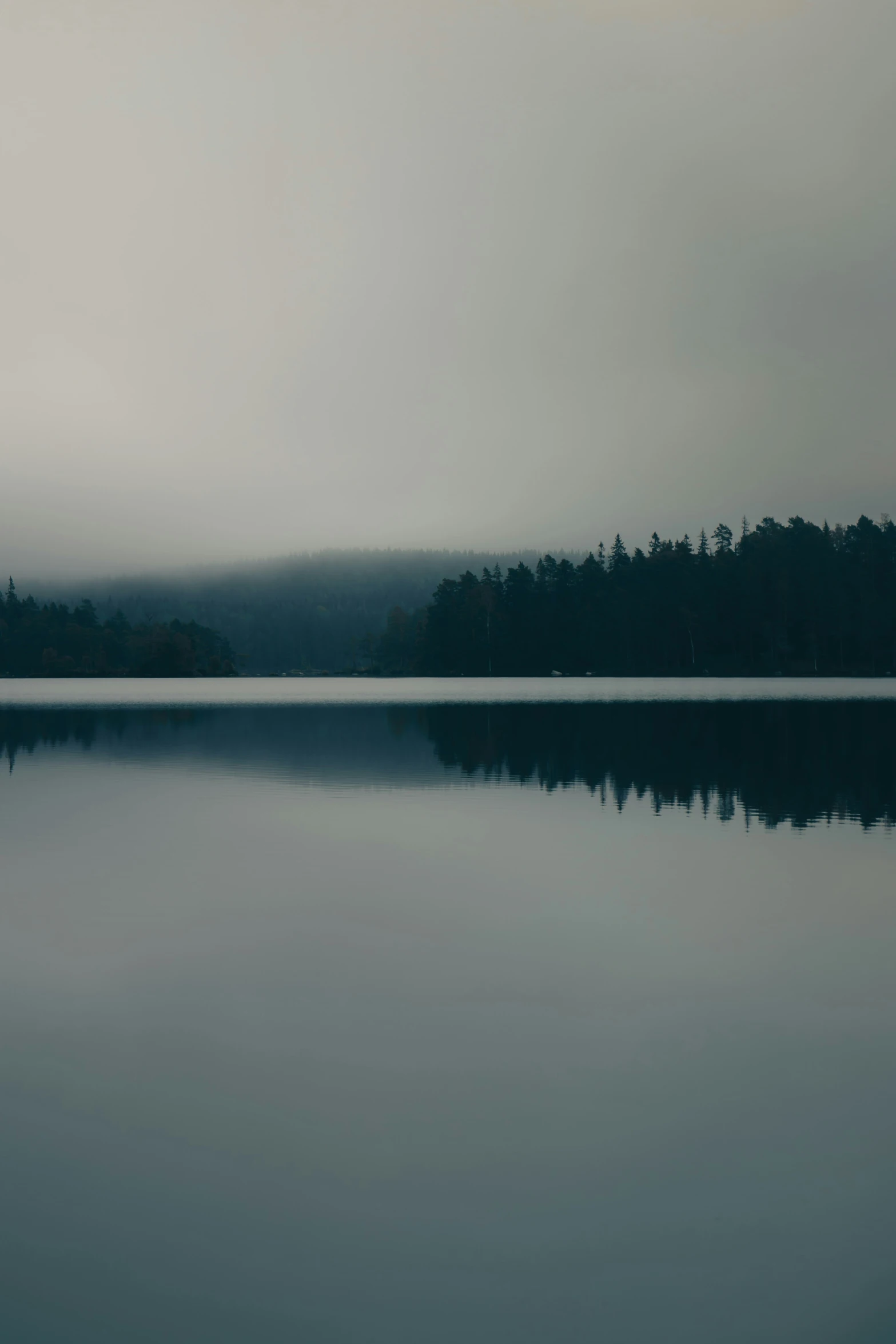 fog covers a lake with several trees