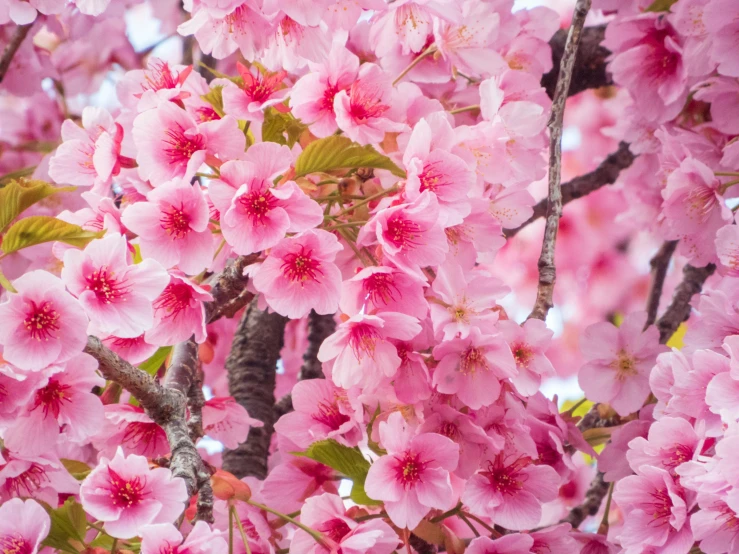 the colorful flowers are in full bloom on the tree