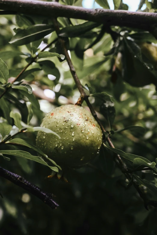 green apples hanging from a tree nch in the rain