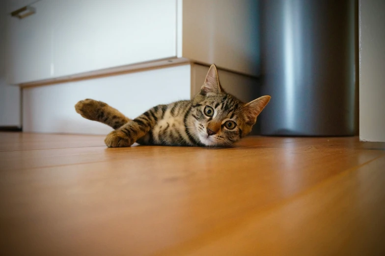 a close up of a cat on a floor near a door