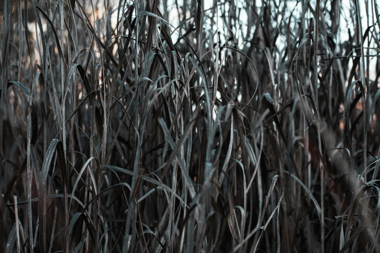 a field of tall grass with small drops of water on them