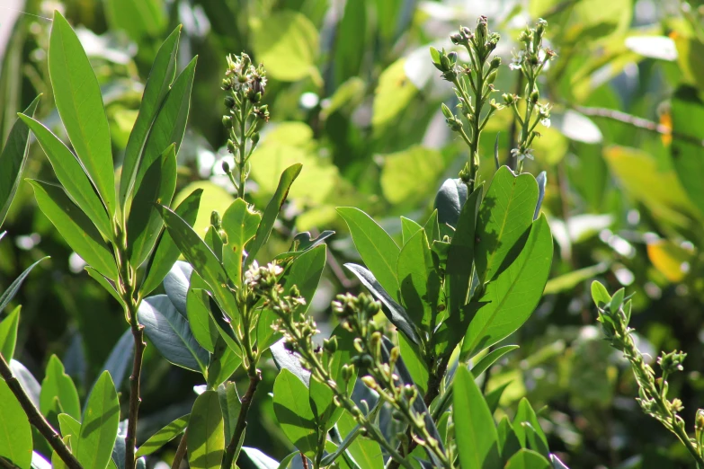 an up close picture of some green leaves